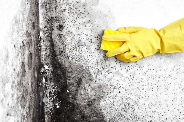 Best Commercial Mold Removal  in Draper, UT