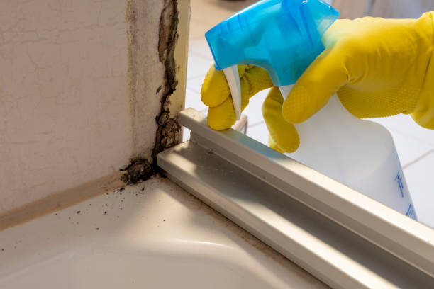 Best Mold Removal and Inspection  in Draper, UT