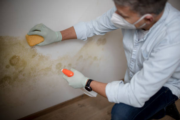 Best Mold Damage Repair  in Draper, UT