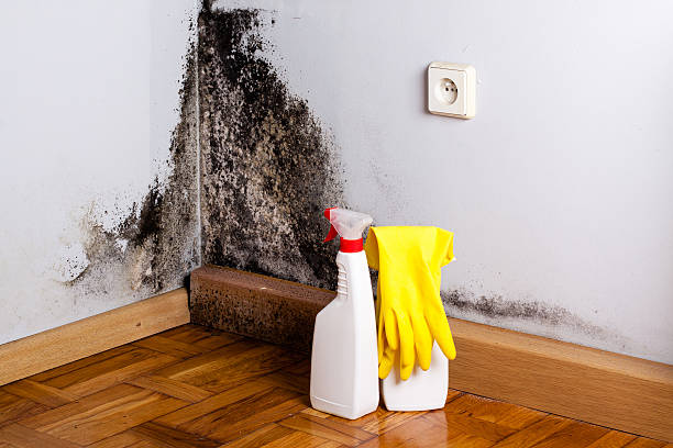Mold Removal and Inspection in Draper, UT