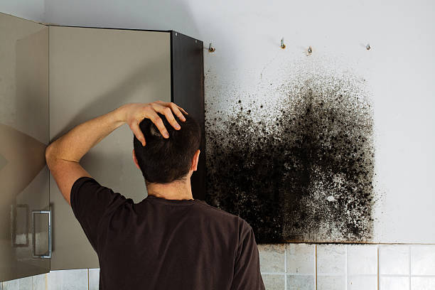Best Mold Damage Repair  in Draper, UT