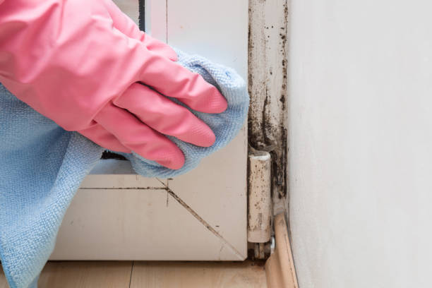 Best Attic Mold Removal  in Draper, UT